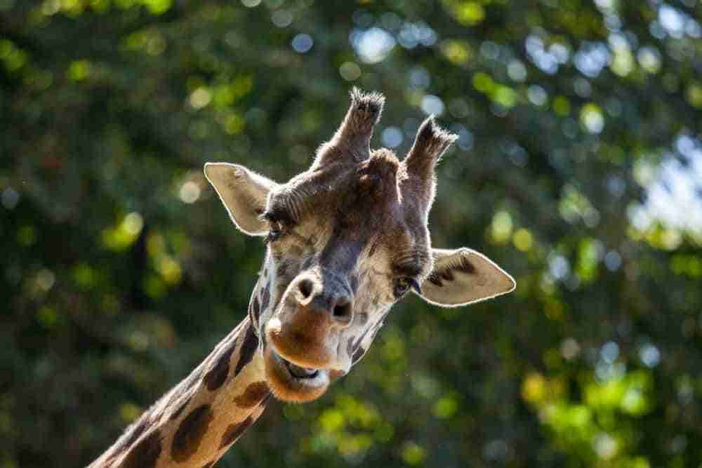 Schoenbrunn Zoo giraffe