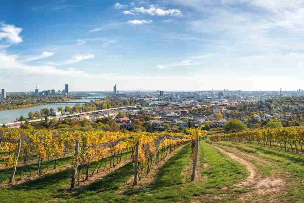 Vineyards on the outskirts of Vienna in Austria