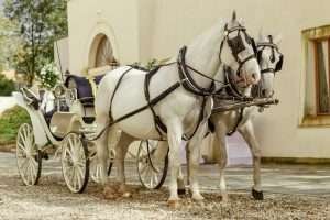 Horse and Carriage Wedding in Vienna